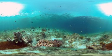 Suyun altında balıklı mercan kayalıkları. Filipinler. Sanal Gerçeklik 360