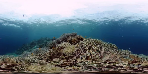 Arrecife de coral y peces tropicales. Filipinas. Vista de 360 grados. —  Fotos de Stock