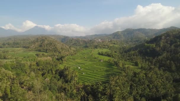 Terraços de arroz e terras agrícolas na indonésia — Vídeo de Stock