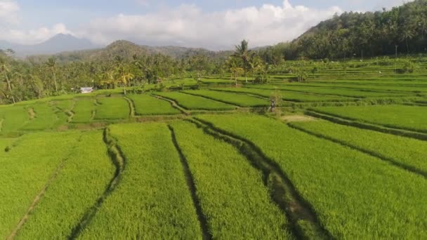 Teras padi dan lahan pertanian di indonesia — Stok Video