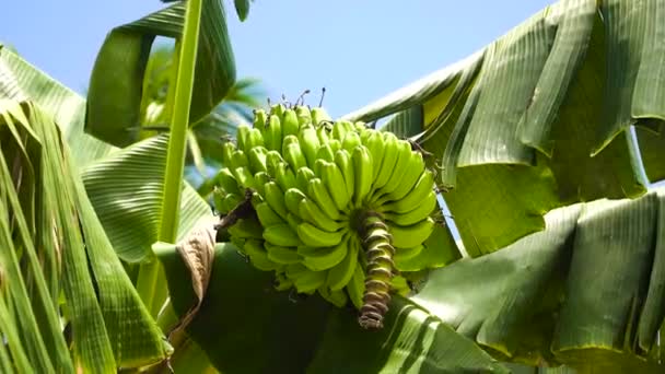 Frutos de plátanos sobre un plátano. — Vídeo de stock
