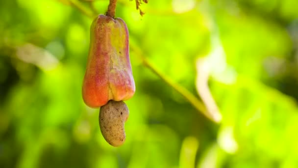 Ett träd med frukter och cashewnötter. — Stockvideo
