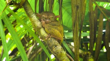 Yağmurlu ormanda daha Tarsier. Bohol, Filipinler.
