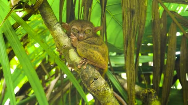 Tarsier v deštivém pralese. Bohol, Filipíny. — Stock video