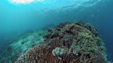 Mercan kayalıkları ve tropikal balıklar. Filipinler.