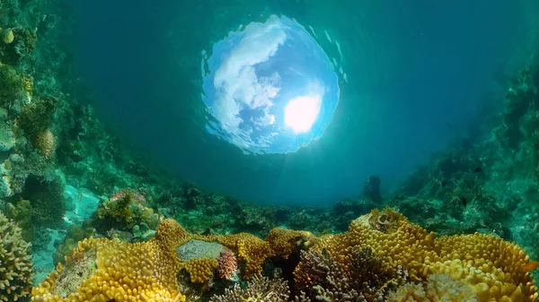 Коралловый риф и тропическая рыба. Филиппины. — стоковое фото