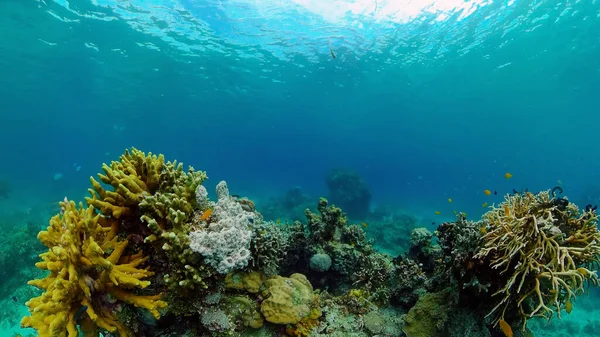 Arrecife de coral con peces bajo el agua. Filipinas. — Foto de Stock