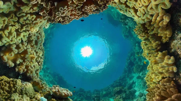 Coral reef and tropical fish. Philippines.