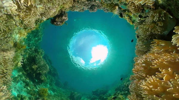 サンゴ礁の水中世界。フィリピン. — ストック写真