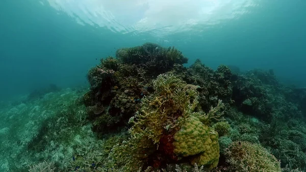 El mundo submarino de un arrecife de coral. Filipinas. — Foto de Stock