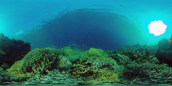 El mundo submarino de un arrecife de coral. Filipinas. Realidad virtual 360 —  Fotos de Stock