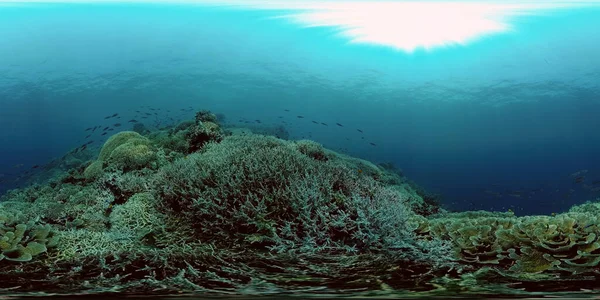 Coral reef and tropical fish underwater. Philippines. 360-Degree view. — Stock Photo, Image