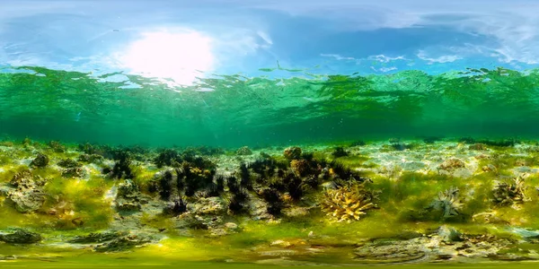 Recifes de corais e peixes tropicais subaquáticos. Filipinas. Vista de 360 graus. — Fotografia de Stock