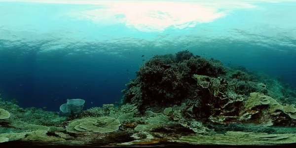 Récif corallien et poissons tropicaux. Philippines. Vue à 360 degrés. — Photo