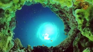 Mercan resiflerinin sualtı dünyası. Panglao, Filipinler.