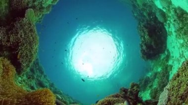 Suyun altında balıklı mercan kayalıkları. Bohol, Filipinler.