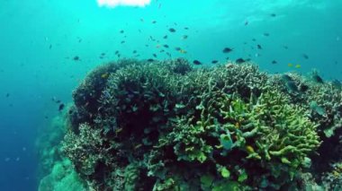 Mercan kayalıkları ve tropikal balıklar. Panglao, Filipinler. 4k video.