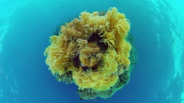 산호초와 열대어입니다. 필리핀, 팡야오. 4k 비디오. — 비디오