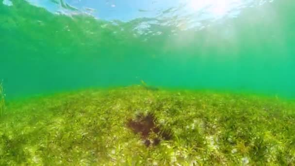 Ricci di mare nell'acqua limpida. — Video Stock