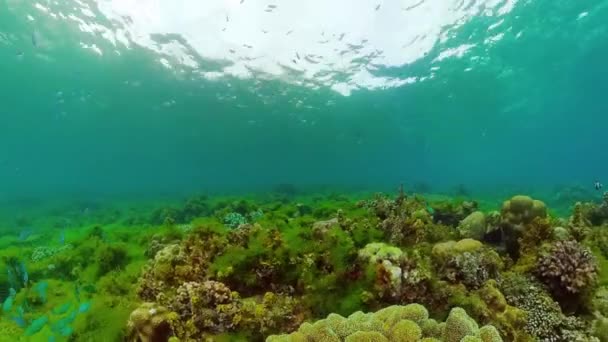 Recifes de coral com peixes subaquáticos. Bohol, Filipinas. — Vídeo de Stock