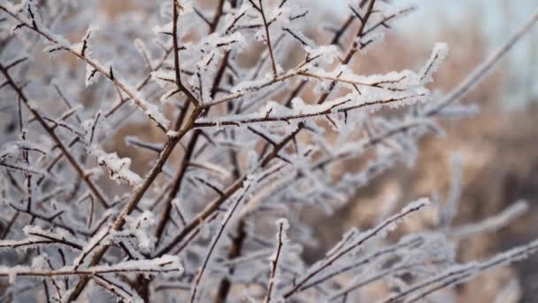 Paesaggio invernale in campagna. — Video Stock