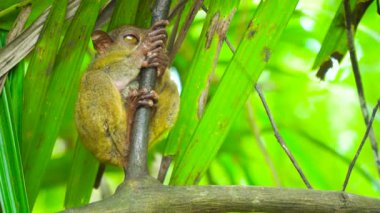Yağmurlu ormanda daha Tarsier. Bohol, Filipinler.
