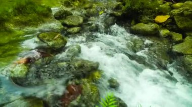 Ormandaki nehir. Bohol, Filipinler.