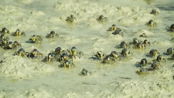 Soldado azul cangrejos en la playa. Bohol, Filipinas. — Vídeos de Stock