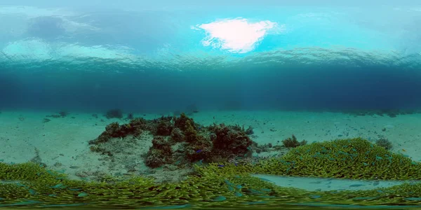 Barriera corallina con pesci sott'acqua. Filippine. Realtà virtuale 360 — Foto Stock