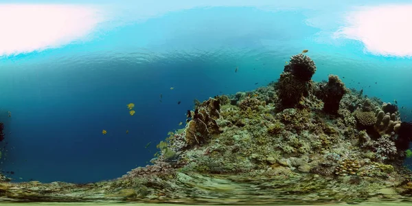 Barriera corallina e pesce tropicale. Filippine. Vista a 360 gradi. — Foto Stock