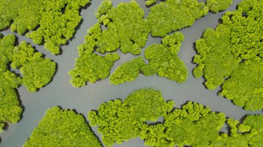Mangrove ormanının ve nehrin havadan görünüşü.