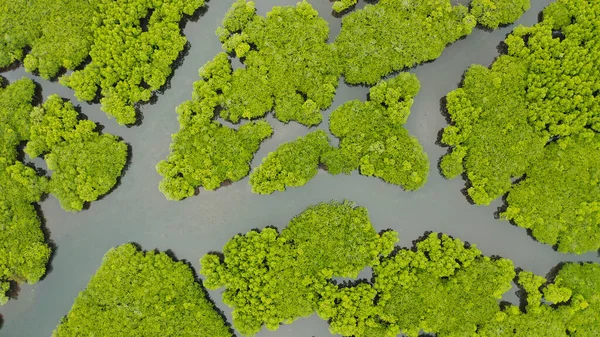 Aerial view of Mangrove forest and river.