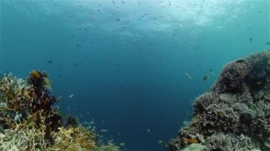 Suyun altında balıklı mercan kayalıkları. Filipinler.