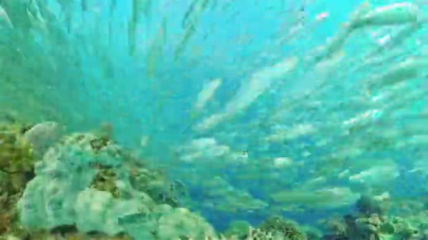 Rafa koralowa z rybami pod wodą. Filipiny. — Wideo stockowe
