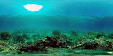 Mercan resifi ve tropikal balıklar su altında. Filipinler. Sanal Gerçeklik 360