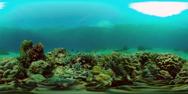Coral reef with fish underwater. Philippines. Virtual Reality 360