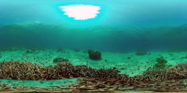 The underwater world of a coral reef. Philippines. Virtual Reality 360 — Stock Photo, Image