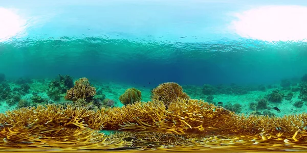 Arrecife de coral y peces tropicales bajo el agua. Filipinas. Vista de 360 grados. —  Fotos de Stock