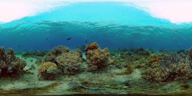 Mercan kayalıkları ve tropikal balıklar. Filipinler. 360 Derece Görünüm.