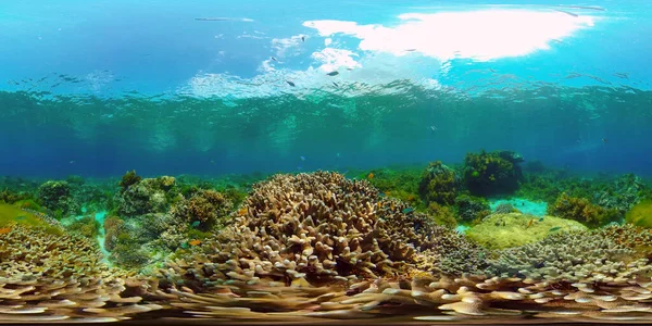 Undervattensvärlden av ett korallrev. Filippinerna. Virtuell verklighet 360 — Stockfoto