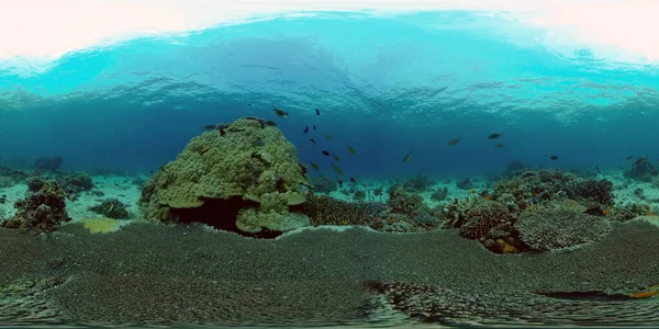 Il mondo sottomarino di una barriera corallina. Filippine. Realtà virtuale 360 — Foto Stock