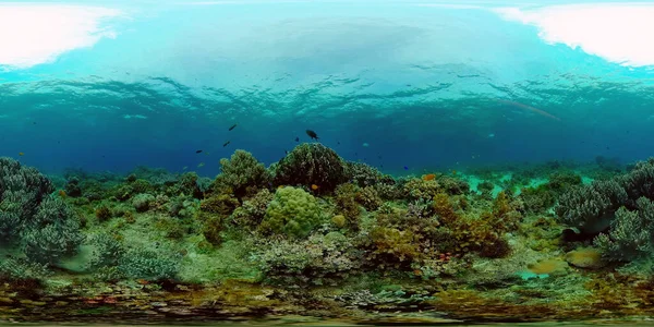 Recifes de coral com peixes subaquáticos. Filipinas. Realidade Virtual 360 — Fotografia de Stock