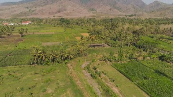 Tanah pertanian di indonesia — Stok Video