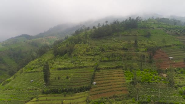 Tropická krajina se zemědělskou půdou v horách — Stock video