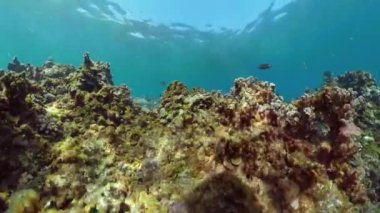 Mercan resifi ve tropikal balıklar