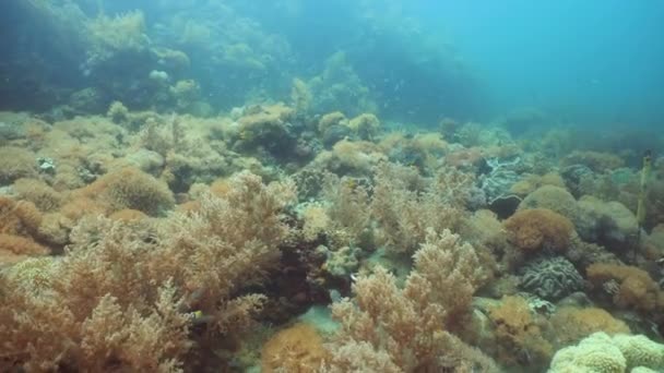 Récif corallien et poissons tropicaux. Camiguin, Philippines — Video