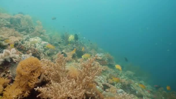 El mundo submarino de un arrecife de coral. — Vídeo de stock