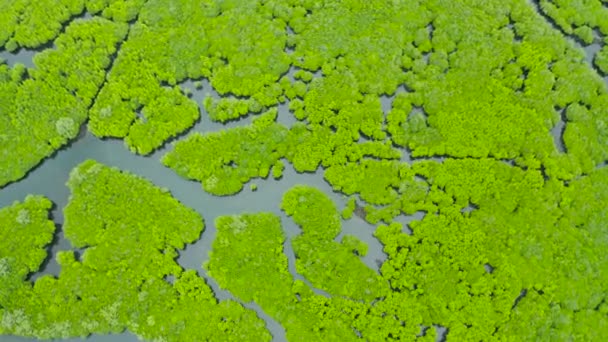 Vista aérea del bosque de manglares y el río. — Vídeos de Stock