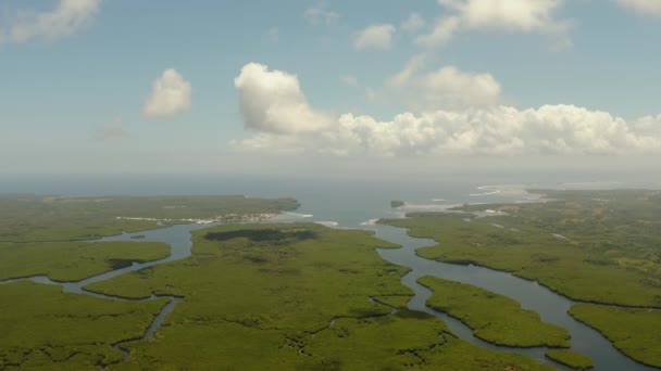 マングローブ林と川の空中風景. — ストック動画