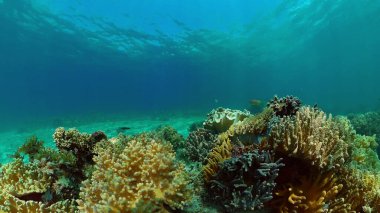 Mercan resifi ve tropikal balıklar su altında. Filipinler.